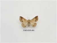 藏品(夜蛾259)的圖片